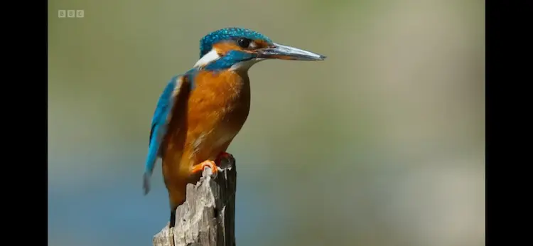 Common kingfisher (Alcedo atthis ispida) as shown in Wild Isles - Our Precious Isles